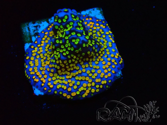 WYSIWYG Montipora Rainbow 11C4