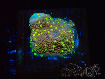 WYSIWYG Montipora Habanero