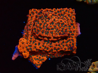 WYSIWYG WWC Montipora Dragon Fruit 11E6