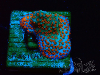 WYSIWYG RAH Montipora Reverse Sunset 11F2