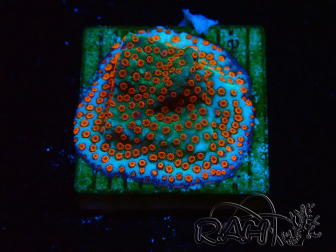 WYSIWYG RAH Montipora Reverse Sunset