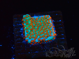 WYSIWYG RAH Montipora Reverse Sunset 11F4