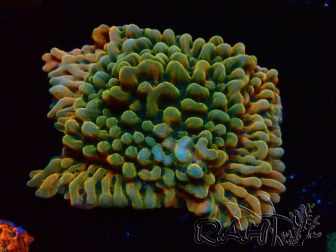 WYSIWYG JF Montipora Brain Freeze 11G1