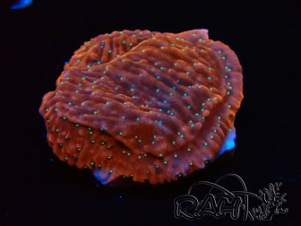 WYSIWYG SK Snow Montipora Platte