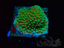 WYSIWYG Montipora Grinch 11L3