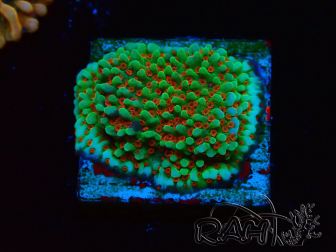 WYSIWYG Montipora Grinch