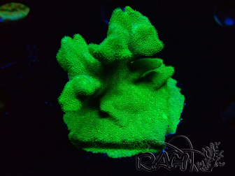 WYSIWYG - RAH Psammocora Green Branching 2