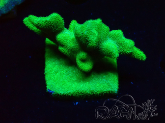 WYSIWYG - RAH Psammocora Green Branching 3