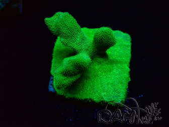 WYSIWYG - RAH Psammocora Green Branching 5