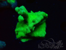 WYSIWYG - RAH Psammocora Green Branching