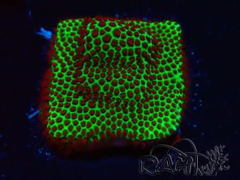 WYSIWYG RAH Red Eye Porites 12C1