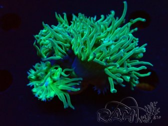 WYSIWYG Duncanopsammia axifuga Green 1