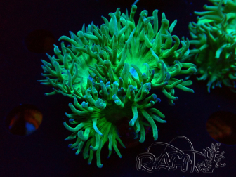 WYSIWYG Duncanopsammia axifuga Green 3