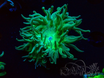 WYSIWYG Duncanopsammia axifuga Green 4