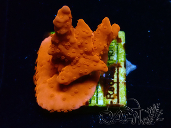 WYSIWYG Montipora Setosa Grafted