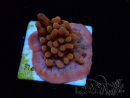WYSIWYG JF Montipora Altered Ego 11B5