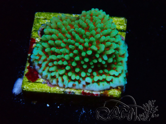 WYSIWYG Montipora Grinch 11L3