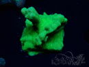 WYSIWYG - RAH Psammocora Green Branching