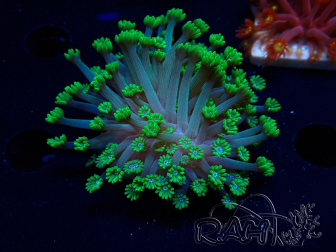 WYSIWYG RAH Alveopora Green Goblin