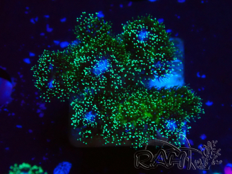 WYSIWYG Pocillopora damicormis Gold insane