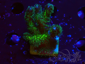 WYSIWYG Pocillopora damicormis Gold insane