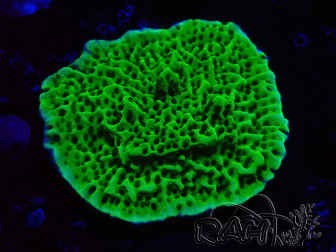 WYSIWYG Montipora confusa