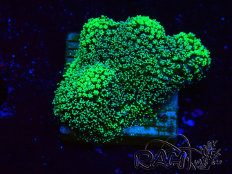 WYSIWYG Stylophora Green Fluo 1K2