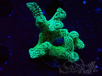 WYSIWYG Seriatopora caliendrum Electric Green