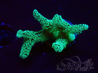 WYSIWYG Seriatopora caliendrum Electric Green 1L5