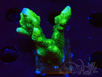 WYSIWYG - Montipora digitata verde