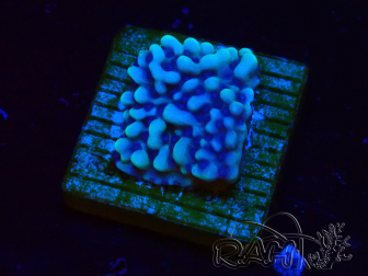 WYSIWYG Montipora undata