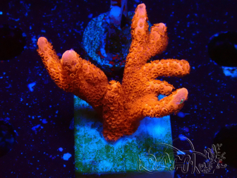 WYSIWYG montipora rossa cresce rossa