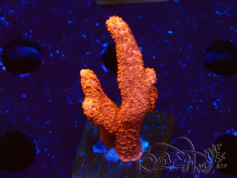 WYSIWYG montipora  rouge pousse rouge 1P2