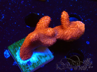 WYSIWYG Montipora  rouge pousse rouge 1P3