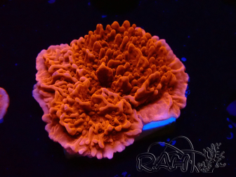 WYSIWYG Montipora Plateau Rouge 1P6