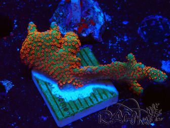 WYSIWYG Montipora digitata 1R1