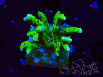 WYSIWYG - BR Green Goblin Anacropora 1V5