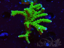 WYSIWYG - BR Green Goblin Anacropora 1V6
