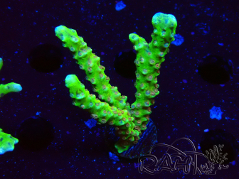 WYSIWYG - AK Goldenrod Anacropora