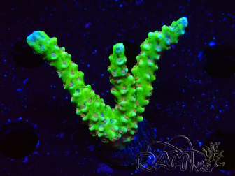 WYSIWYG - AK Goldenrod Anacropora