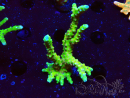 WYSIWYG - AK Goldenrod Anacropora 1W4