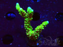 WYSIWYG - AK Goldenrod Anacropora 1W5