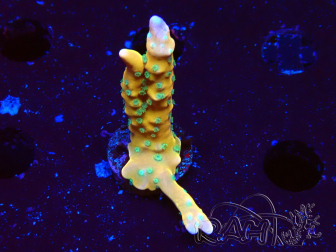 WYSIWYG - MH Tropicana Anacropora