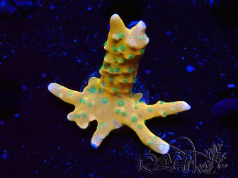 WYSIWYG - MH Tropicana Anacropora