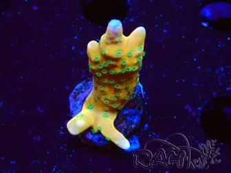 WYSIWYG - MH Tropicana Anacropora 1X3