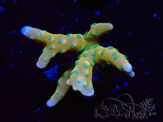 WYSIWYG - MH Tropicana Anacropora 1X4