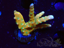 WYSIWYG - MH Tropicana Anacropora