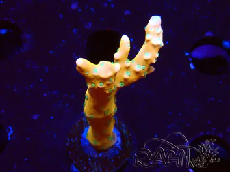 WYSIWYG - MH Tropicana Anacropora 1X6