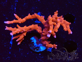 WYSIWYG - JF TNT Anacropora 1Y1