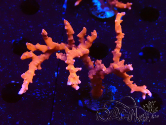 WYSIWYG - JF TNT Anacropora